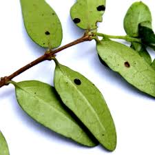 Image result for puklice