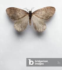 Image result for Operophtera brumata