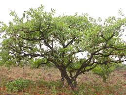 Image result for Terminalia