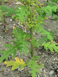 Image result for Dysphania schraderiana