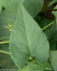 Image result for Fallopia convolvulus