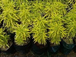 Ini dapat membantu anda mengenali nama tanaman hias tertentu. Apa Nama Latin Tanaman Hias Brokoli Kuning Brainly Co Id