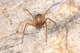 How to identify & control brown recluse spiders. Blogs About Common Household Pests In St Louis Mo