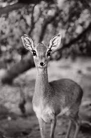 37 Photos Of Ridiculously Happy Animals Guaranteed To Make You Smile Dik Dik Happy Animals Animal Photo