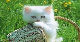 صور وكلمات صور قطط كيوت اجمل القطط في العالم kittens cutest cute animals cats