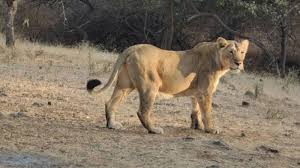 Lion safari push: SGNP to get two more ...