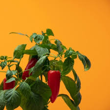 Und peperoni im august fleißig gegossen hat, durfte sich an unbändigem wachstum und auch an reichem fruchtansatz erfreuen. Pflanzenkapsel Fur Paprika In Ihrem Indoor Garten Von Pret A Pousser