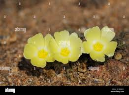 Image result for Grielum