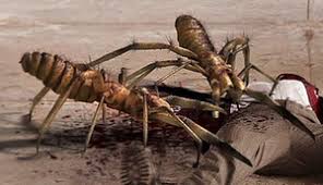 The camel spider is a skilled fighter and can easily take down another insect of similar size including scorpions and other large spiders. Camel Spiders Movie Monster Wiki Fandom