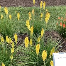 Image result for Kniphofia grantii