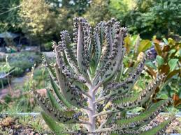 Image result for Kalanchoe dyeri