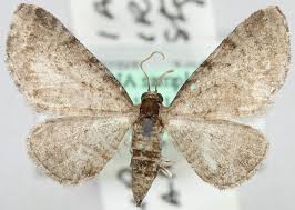 Image result for Eupithecia orphnata