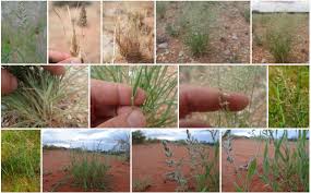 Image result for Schmidtia kalahariensis