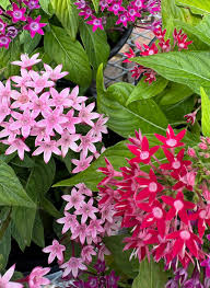 Image result for Pentanisia sykesii