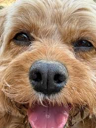 Dog sitter with 15 years of experience