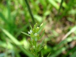 Image result for Thesium masukense