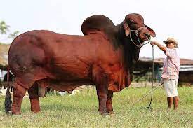 324 land & cattle markets our brahman cattle, golden certified f1's and commercial cattle for sale by private treaty throughout the year. Red Brahman Bull Sk 520 From Thailand Brahmanrojo Brahmanblanco Brahmangris Brahma Brahman Brahmancolombiano Brahmancattl Bull Cow Cow Calf Horse Breeds