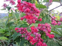 Image result for Clerodendrum