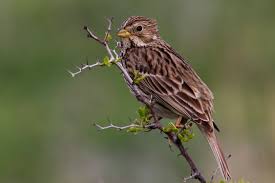 Image result for Strabomantis cornutus