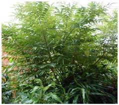 Image result for Clausena anisata