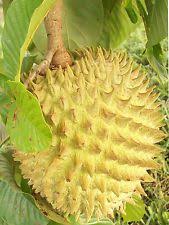 Biriba Rollinia Deliciosa 5 Graines Legumes Fruits Fruits Exotiques Fruits Tropicaux Fruits