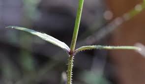 Perennial tufted herbs with a fleshy rootstock; Tufted Bluebell Grasslands