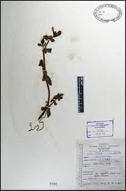 Image result for Enydra fluctuans