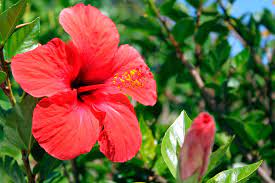 Environmental artifical hibiscus flowers 1 set party wedding summer luau maui moana artificial palm leaves cloth birthday beach. 10 Great Tropical Plants For Auckland