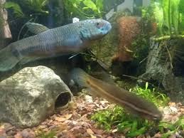 Betta Fish Betta Fish For Sales Bettafish Blue Antuta Betta Pair Wild Type F1 Adults 3 Long Each Live Fish 7 Betta Fish Betta Aquarium Fish For Sale