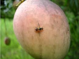 Chemcial sprays, parasitoids and orchard hygiene may be used. Adult Female Of Bactrocera Invadens Diptera Tephritidae On A Mango Download Scientific Diagram