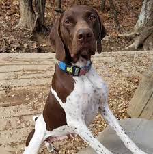 Check spelling or type a new query. Blue Hills German Shorthaired Pointer S Home Facebook