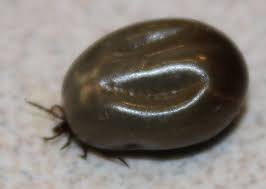 › deer ticks vs wood tick. Dog Tick Or Deer Tick What S That Bug