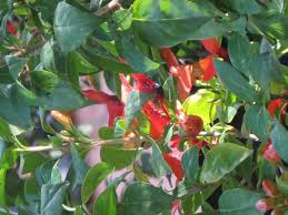 Image result for Ruttya fruticosa