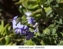 Image result for Browallia