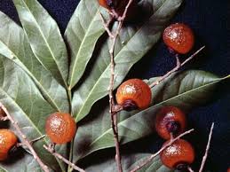 Image result for Sapindus saponaria