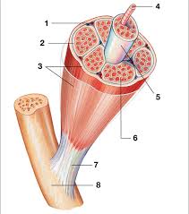 At moment i am concentrating on back anatomy in form of skeleton, muscles, which i need to colour in and label to show i know. Skeletal Muscle Tissue Diagram Quizlet