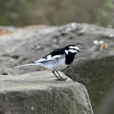 堺いきもの情報館