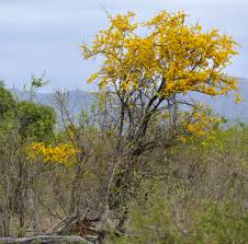 Image result for Rhigozum zambesiacum