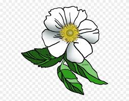 ^ legislative affairs agency, state of alaska. Georgia State Flower Cherokee Rose Clip Art Png Download 53430 Pinclipart