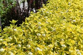 Physocarpus darts gold atlantic ninebark deciduous shrub. Dart S Gold Ninebark