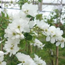 Image result for Exochorda