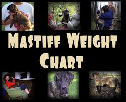 Mastiff Weight Chart