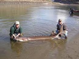 Snake River Canyon Sturgeon Who Knew Omg That Is A Huge Fish Do They Catch Snake River Canyon River Monsters Monster Fishing