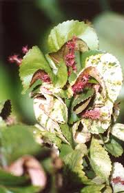 Image result for Acalypha brachystachya