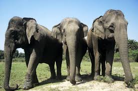 A baby elephant weighs approximately 200 pounds at birth and stands around three feet tall. Top 10 Facts About Elephants Wwf