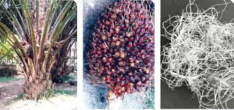 Low potassium biomass production from empty fruit bunch process by hydrothermal treatment kso pengolahan biomassa pt. Pdf Morphological And Chemical Nature Of Fiber Strands Of Oil Palm Empty Fruit Bunch Opefb Semantic Scholar