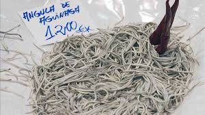 Las angulas de temporada se disparan de precio - RTVE.es