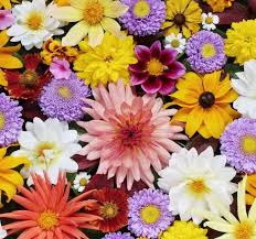 Sapevate che è stato provato scientificamente che il giardinaggio fa bene alla salute? Blumen Bahnhofspassagen Potsdam
