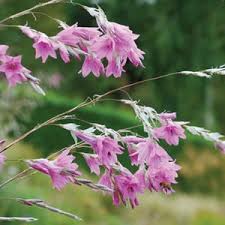 Image result for Dierama formosum