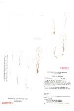Image result for Hubbardochloa gracilis